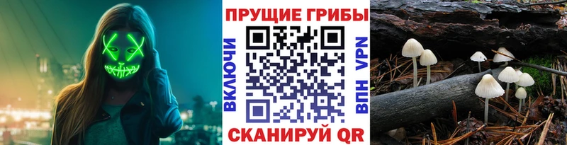 Псилоцибиновые грибы Cubensis  Новая Усмань 